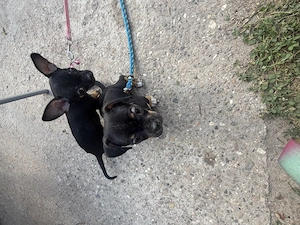  Zwei bezaubernde Chihuahua-Welpen suchen ein liebevolles Zuhause 