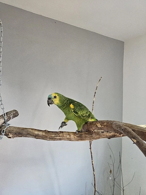 Blaustirnamazonen Pärchen abzugeben 