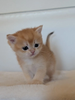 BKH Kitten zur Reservierung 