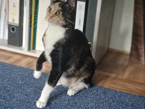 katzen weibchen abzugeben