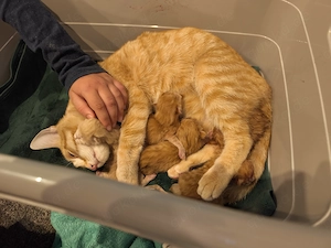 4 Rote kitten demnächst abgabebereit geb. 08.05.2026