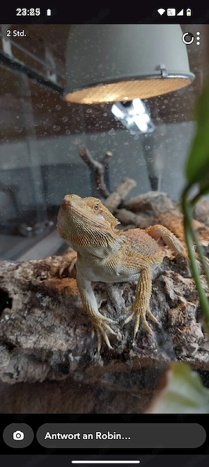 Bartagame 0.1 DNZ 2024