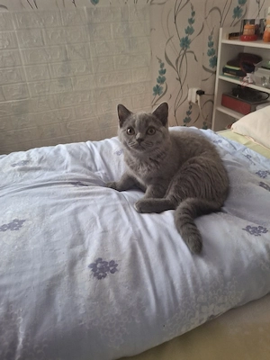 bkh reinrassige kitten Mädchen