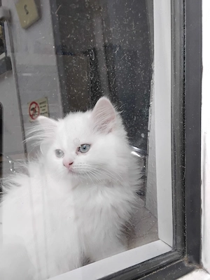 Junge Katze 