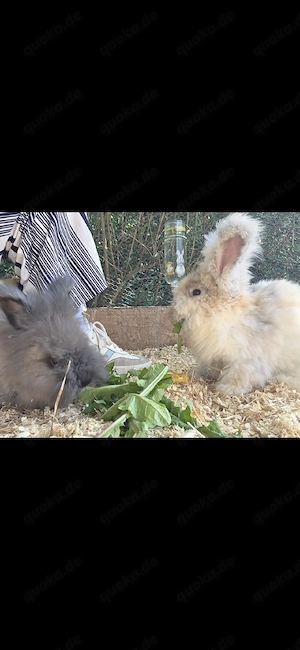 English Angora Kaninchen