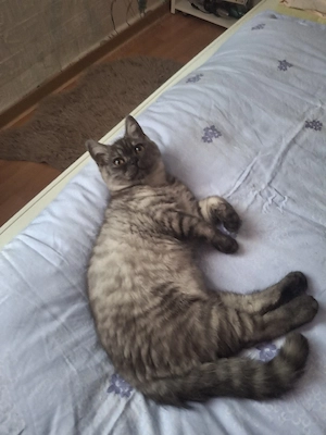 bkh reinrassige kitten Jungen