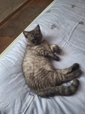bkh reinrassige kitten Jungen