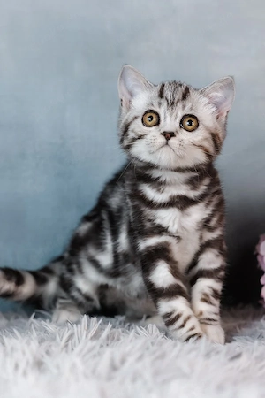 Ein süßes, 3 Monate Bella Maine-Coon-Kätzchen sucht ein liebevolles Zuhause für immer.   