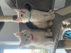 2 zauberhafte Maine Coon Kitten