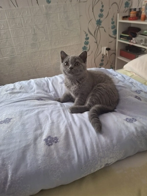 bkh reinrassige kitten Mädchen 