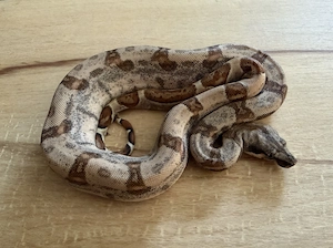 5.0 dh VPi Anery 1 66% het Leopard Bild 4