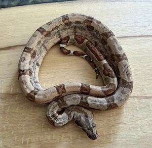 5.0 dh VPi Anery 1 66% het Leopard Bild 5