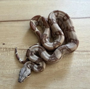 5.0 dh VPi Anery 1 66% het Leopard Bild 2