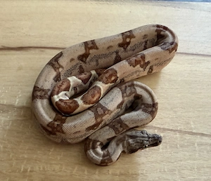 5.0 dh VPi Anery 1 66% het Leopard Bild 3