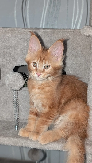 Wunderschönes rotes Katzenmädchen sucht ein liebevolles Zuhause