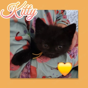 Bombay Bkh Edelmix Kitten super verkuschelt und Menschenbezogen 