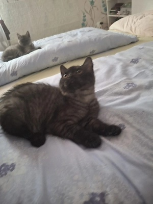 bkh reinrassige kitten Jungen 
