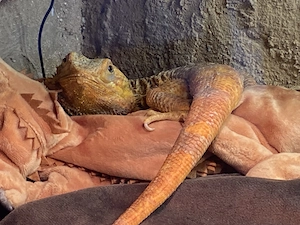 Bartagame (männlich, 6 Jahre alt) schweren Herzens dringend abzugeben