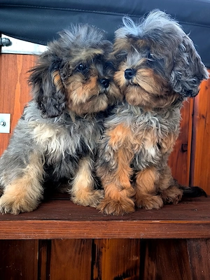 Cavapoo-Welpen mit merle-tan-Fell suchen ein liebevolles Zuhause