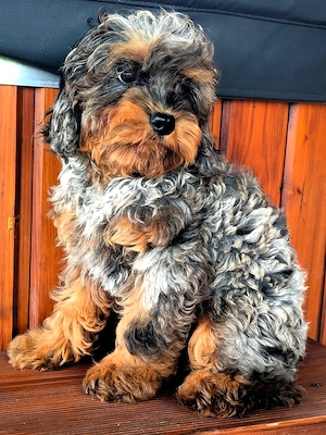 Cavapoo-Welpen mit merle-tan-Fell suchen ein liebevolles Zuhause