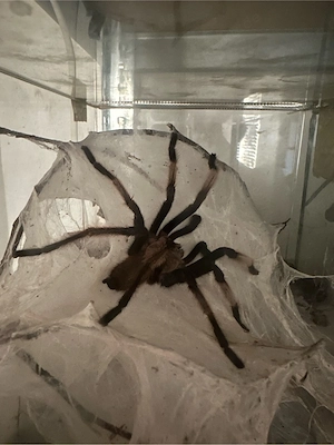 Vogelspinne Chilobrachys natancharium   electric blue 0.1 Männchen