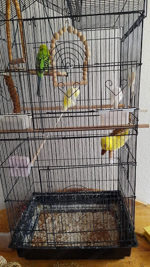Wellensittich abholen 