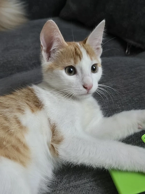 kater  12 bis 15wochen  alt 