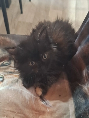 Zauberhafte Meine Coon Kitten 