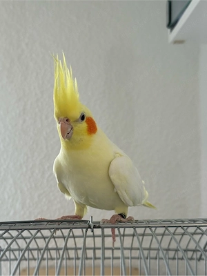 Nymphensittich