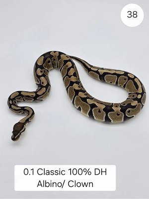 0.1 Classic DH Albino Clown  . Königspython (Python regius