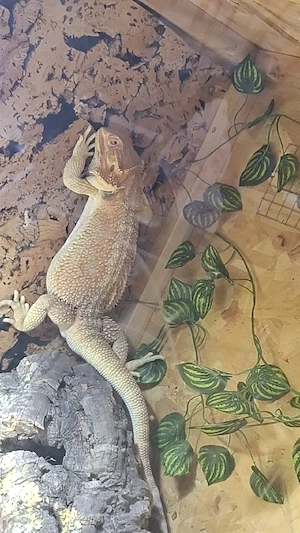 Verkaufe Bartgame+ Terrarium