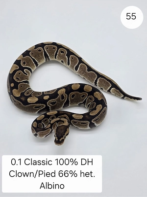 0.1 Classic DH Clown Pied 66%. Het Albino . Königspython (Python regius)