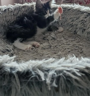 Maine Coon suchen ab sofort ein Zuhause