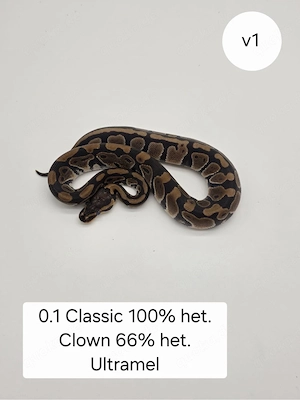 0.1 Classic het Clown 66%het Ultra . Königspython (Python regius)