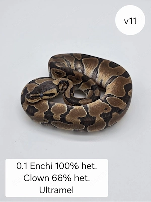 0.1 Enchi het Clown 66% het. Ultramel. Königspython (Python regius)