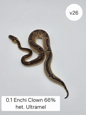  0.1 Enchi Clown 66% het. Ultramel. Königspython (Python regius)