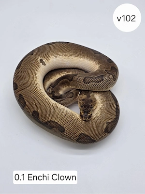  0.1 Enchi Clown. Königspython (Python regius)