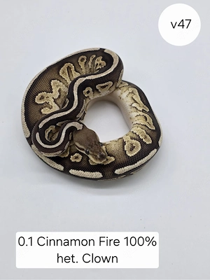 0.1 Cinnamon Fire het Clown . Königspython (Python regius)