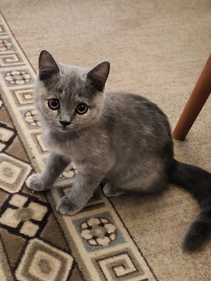 BKH-Mädchen, Kitten, sucht Kuschelplatz , Seltene Farbe Blue Tortie!