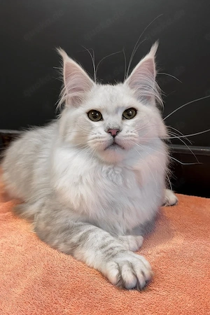Ein süßes, 3 Monate altes Maine-Coon-Kätzchen sucht ein liebevolles Zuhause für immer.   