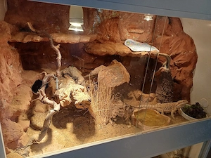 Pogona Vitticeps 3 Weibchen 