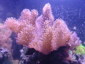 Meerwasser Aquarium Lederkoralle korallen Anemone 
