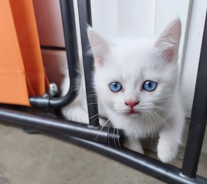 2 Bkh Mix, Kitten suchen gemeinsam ihr Glück 