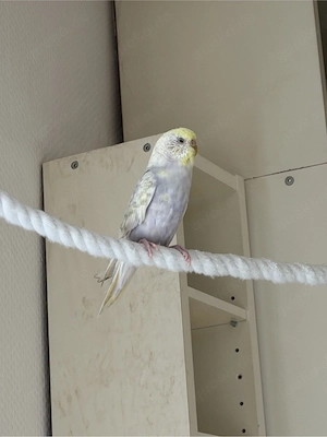 8 Wellis abzugeben 