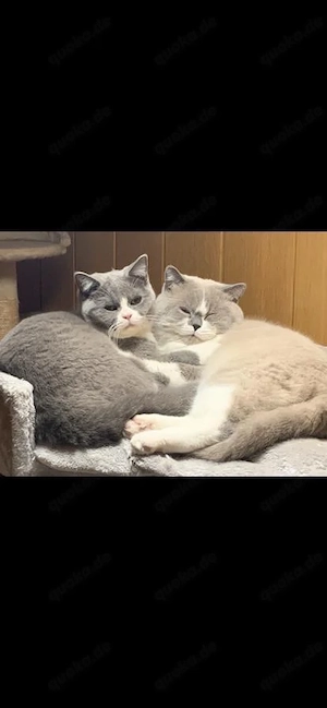 BKH Deckkater ( kein verkauf)