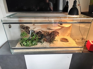 Königspython mit oder ohne Terrarium 