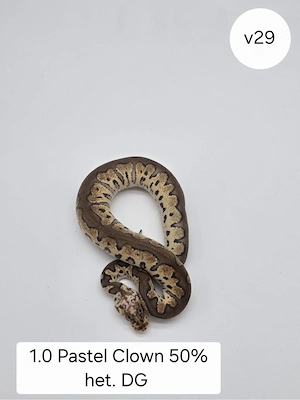 1.0 Pastel Clown 50% het DG Königspython (Python regius)