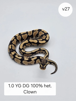 1.0 YB DG het Clown Königspython (Python regius)