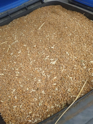 Futterweizen 