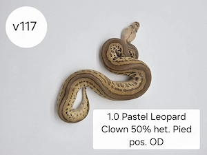 1.0 Pastel Leo Clown 50% het Pied pos. OD  Königspython (Python regius)